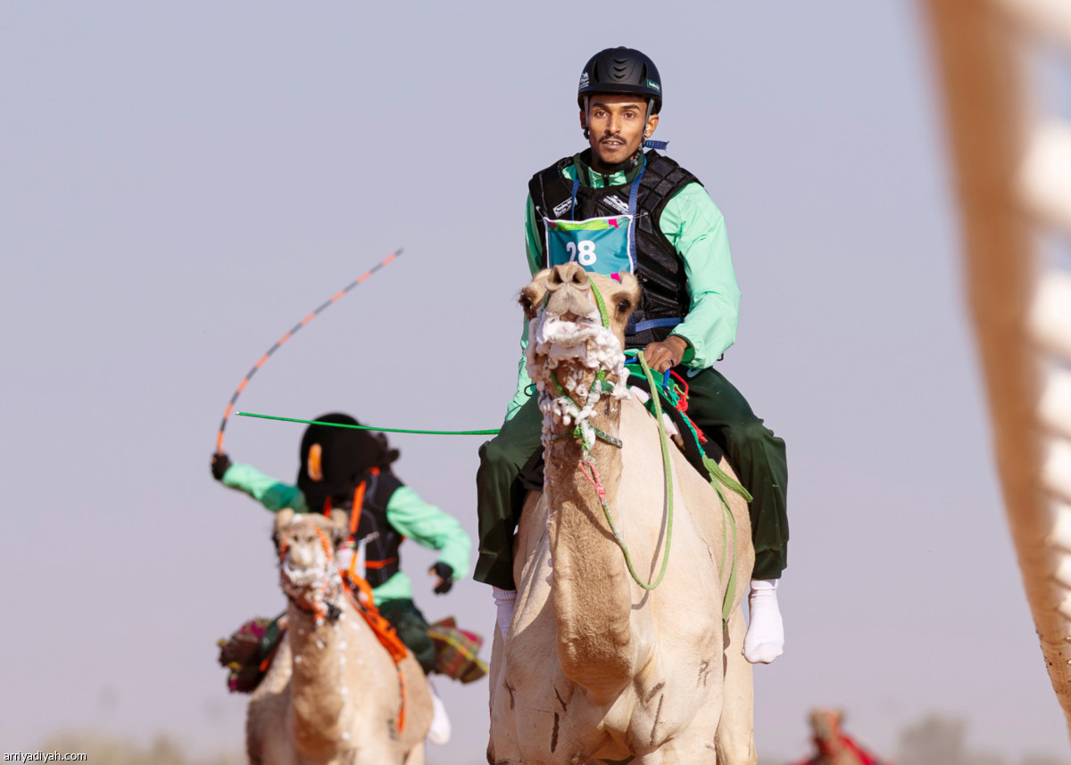 الهجن .. سيطرة سعودية